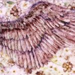 Joanna Allen Textiles, Pedddle
