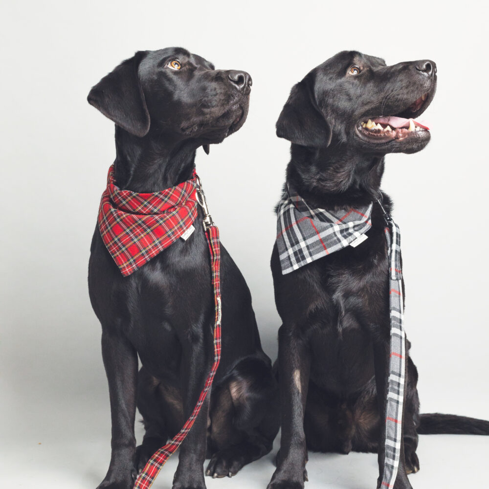 Barkley and Fetch