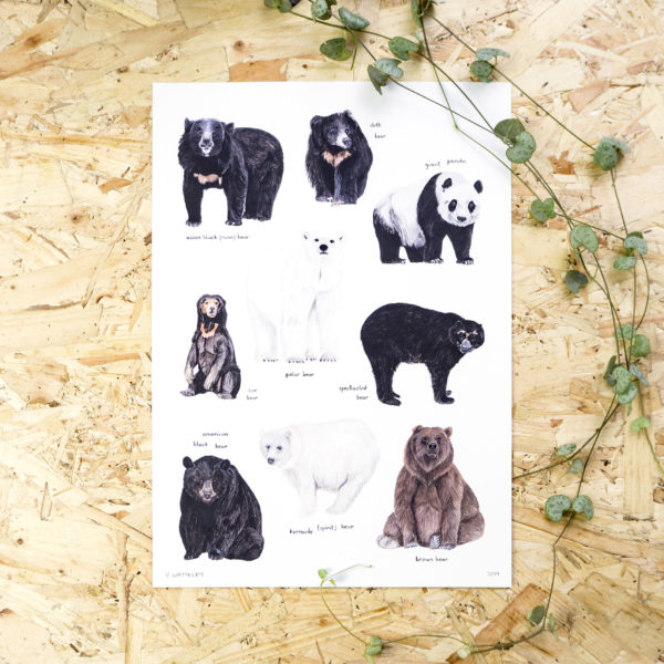 Bears of the World Print - This Thursday A4 or A3 Print featuring my illustrations of the world's bear species