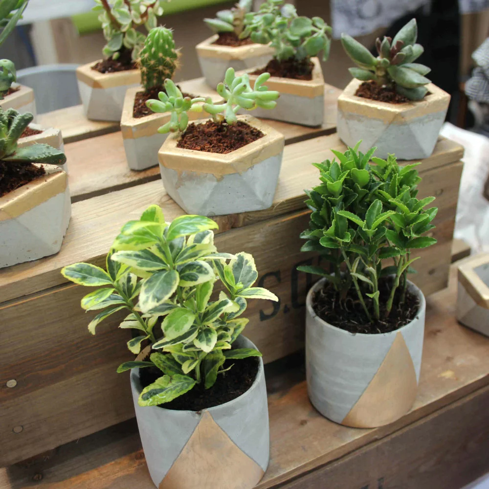 April-Beans-Planters, Urban Makers UK at Pedddle