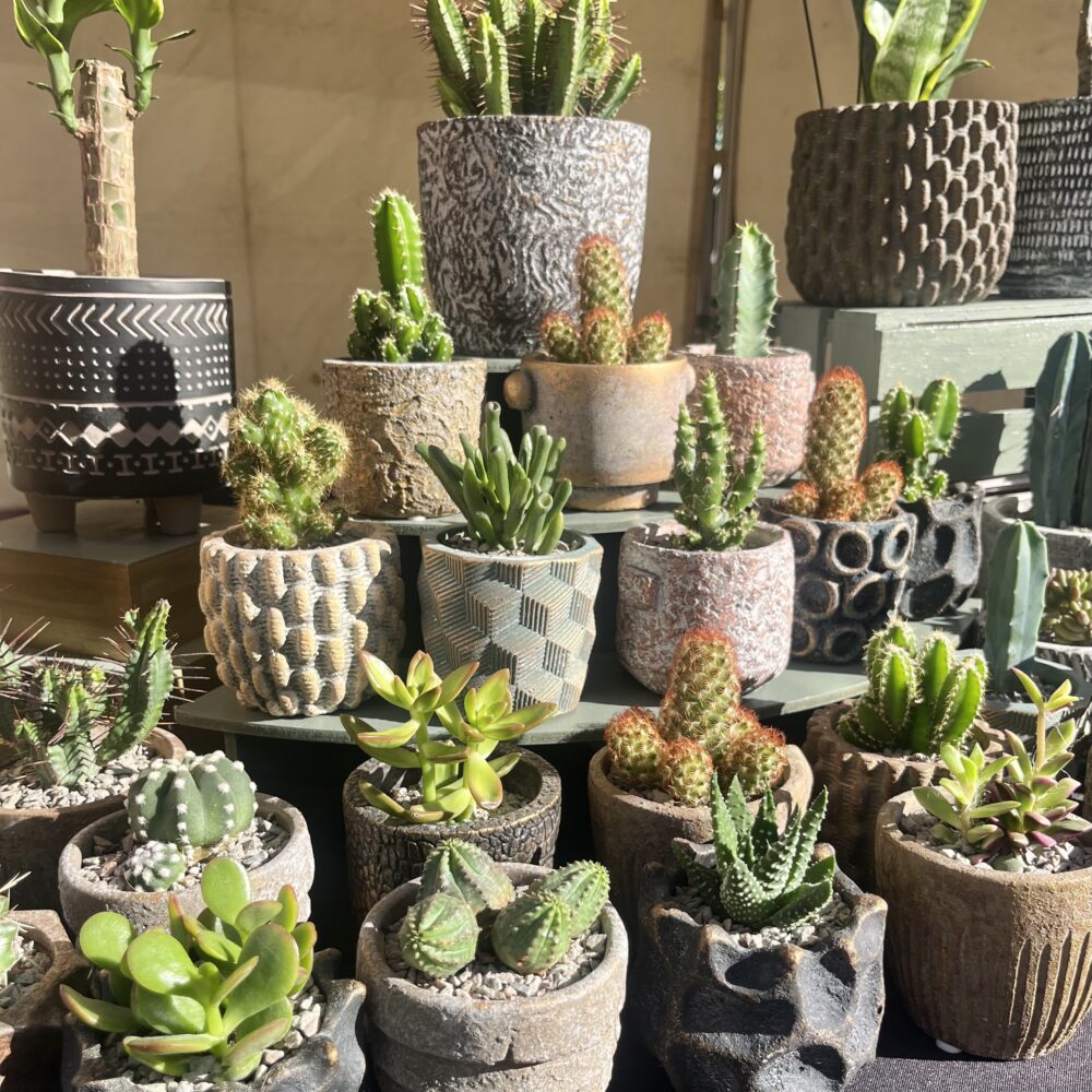 Cactus Parlour