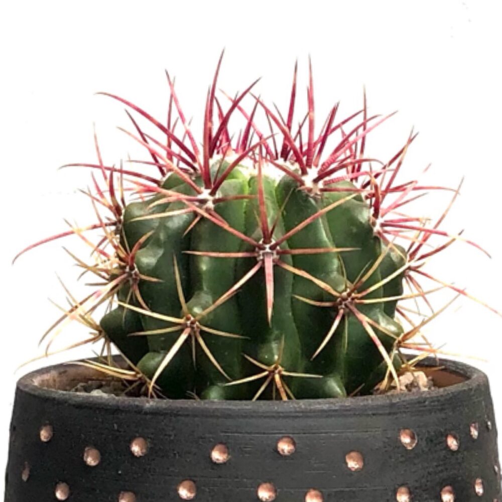 Cactus Parlour