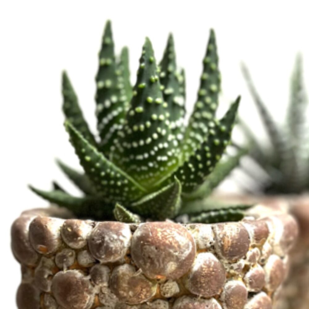Cactus Parlour
