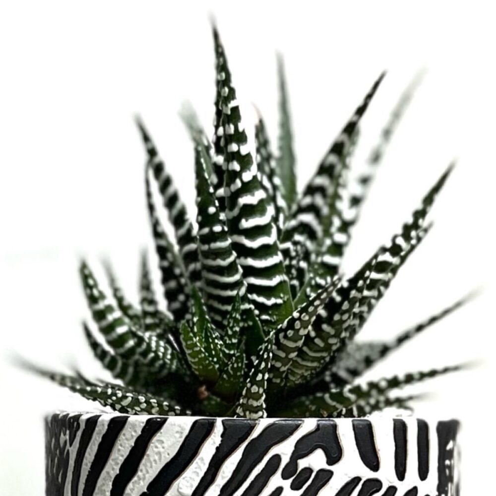 Cactus Parlour
