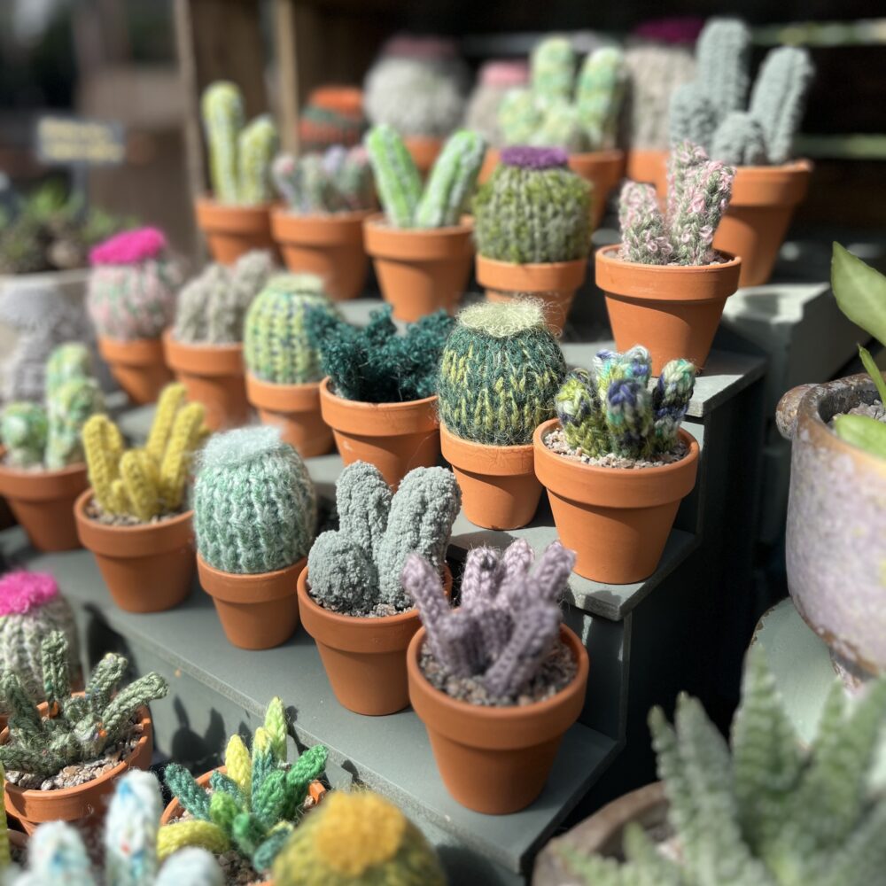 Cactus Parlour