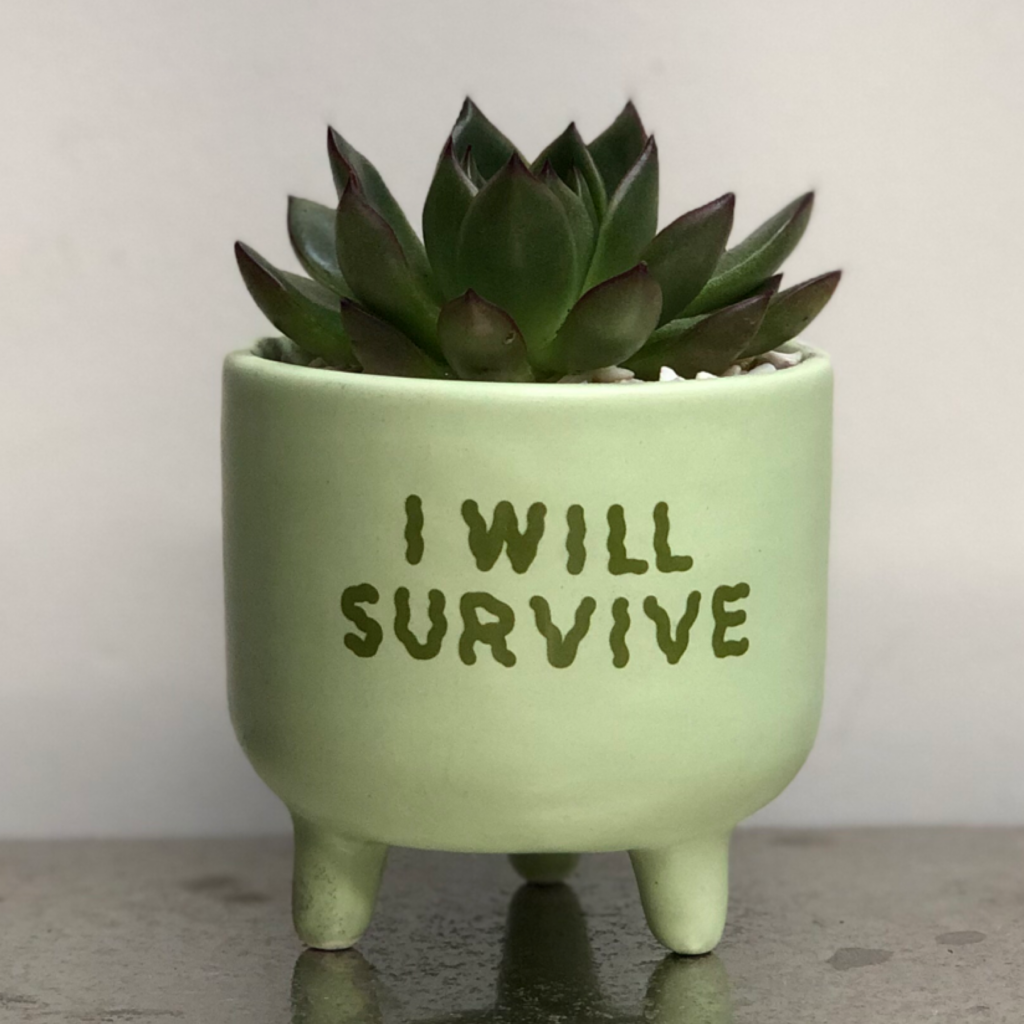 'I Will Survive' planting kit, Cactus Parlour