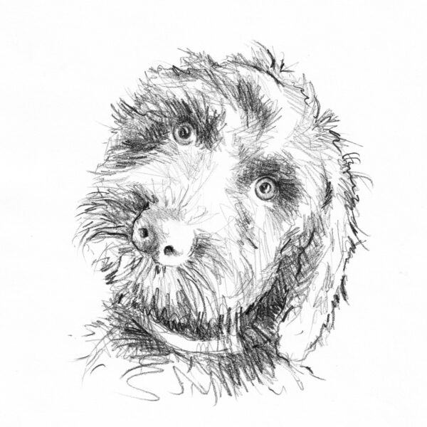 Pencil drawing of Cockapoo dog
