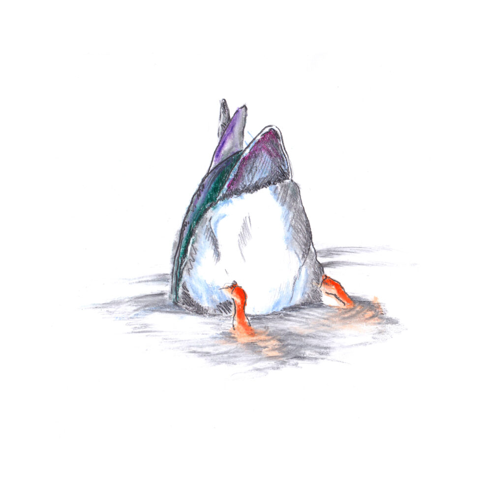 Art Hyde Out, ducks series in pencil and coloured chalk