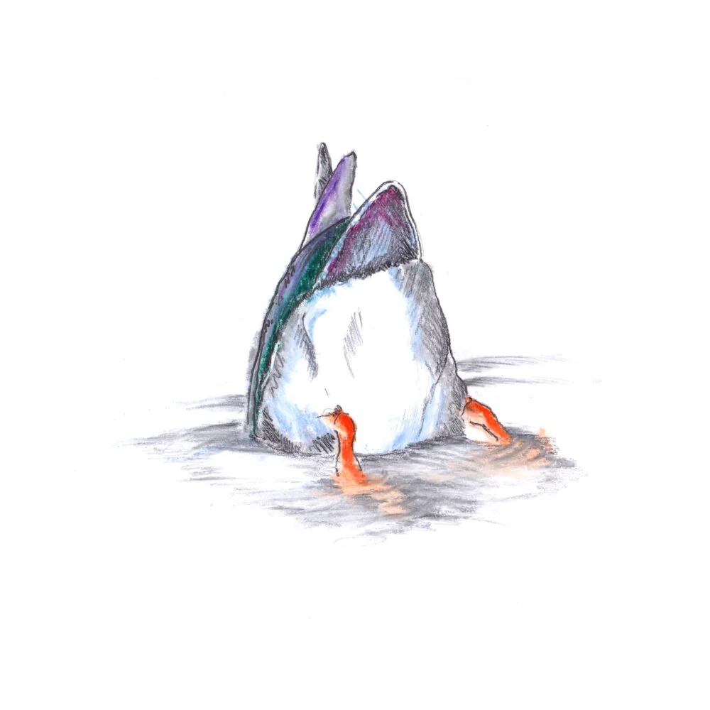 Art Hyde Out, ducks series in pencil and coloured chalk