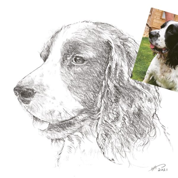 Drawing of a dog from a photograph