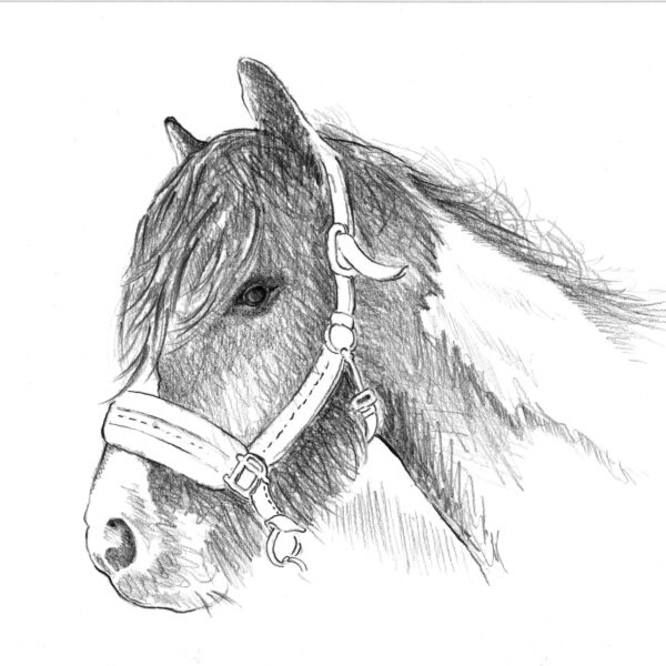 Art Hyde Out, pet portrait commission of Pony with halter