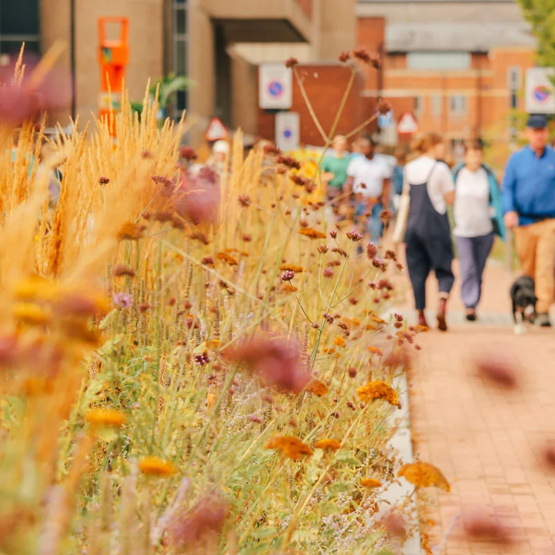 Natural sustainable planting in urban space.