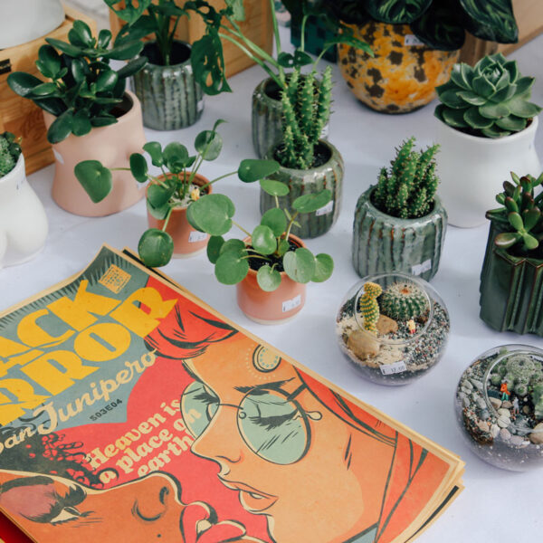 Pollen market - Collection of small cacti and succulents