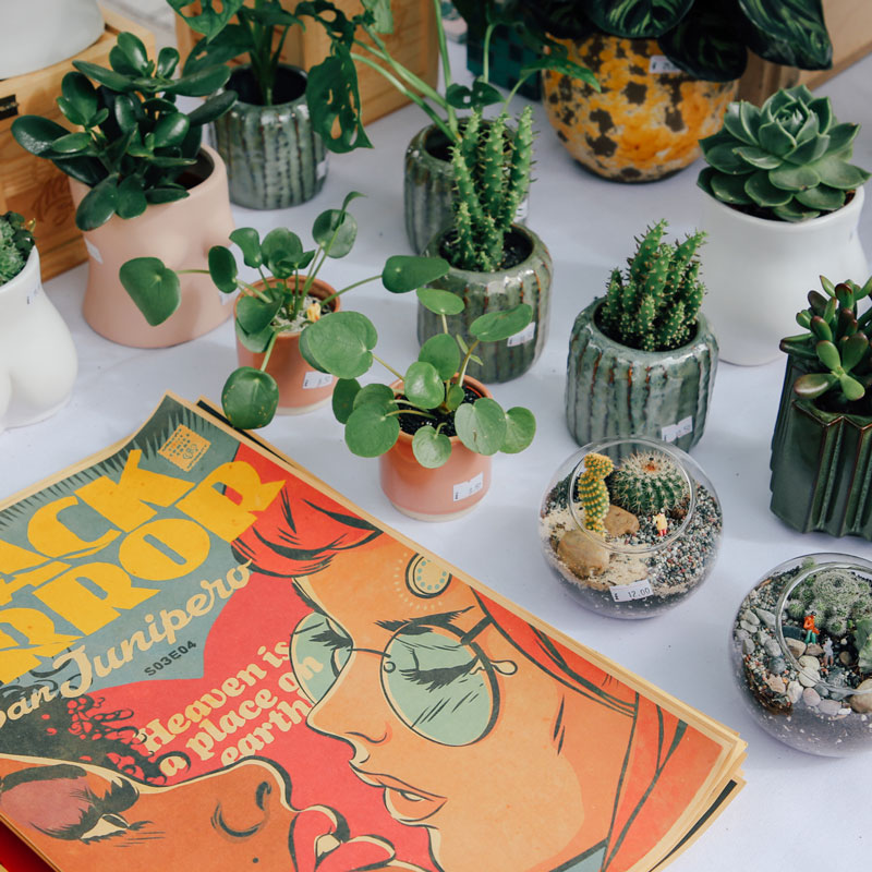 Pollen market - Collection of small cacti and succulents