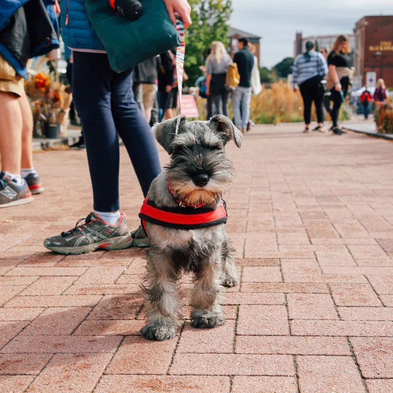 Close up of Schnauzer puppy - Pollen Market