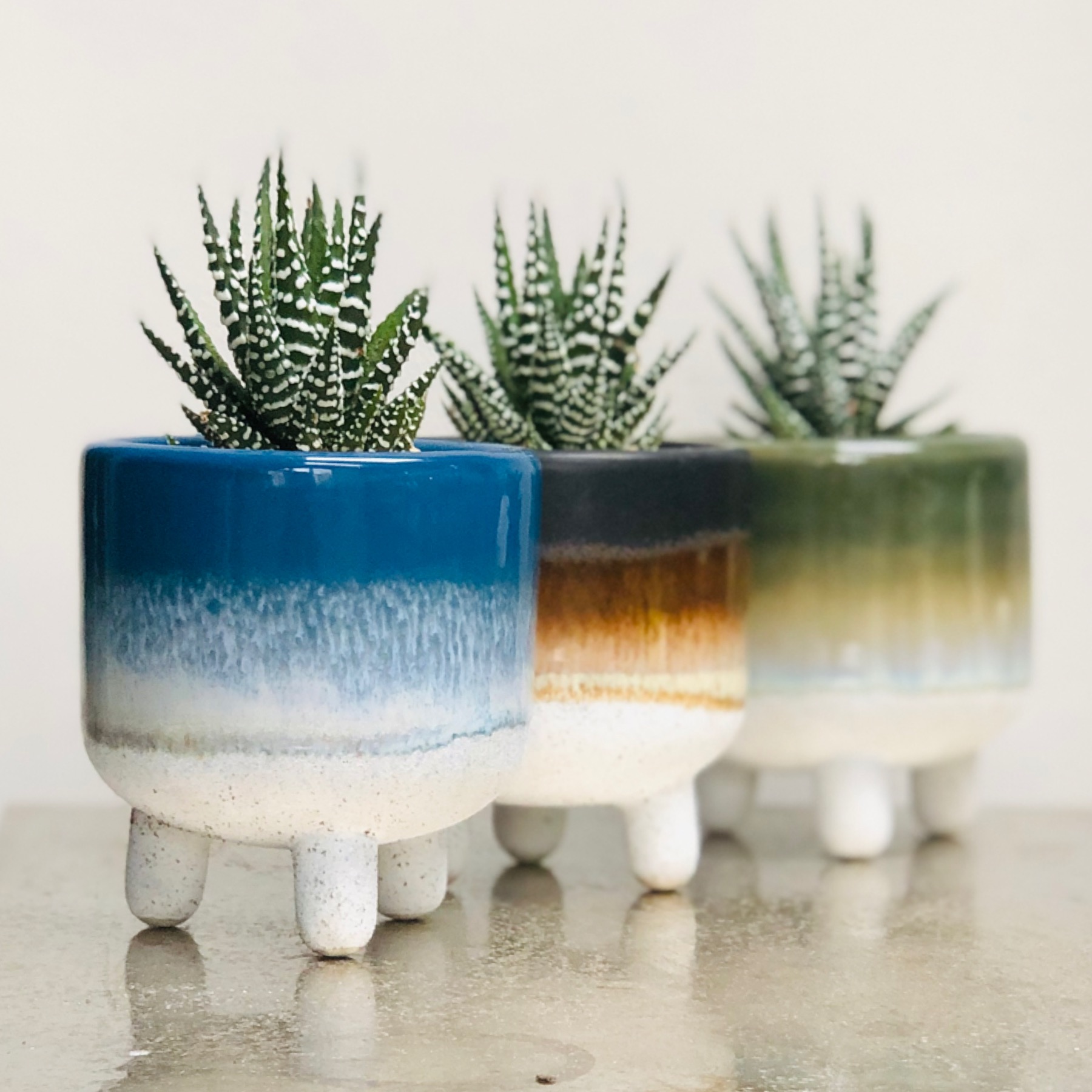 Cactus Parlour, half glazed ceramic planters with haworthia plants