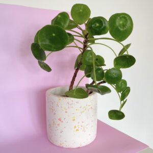 Em and the Terrazzo, large terrazzo plant pot