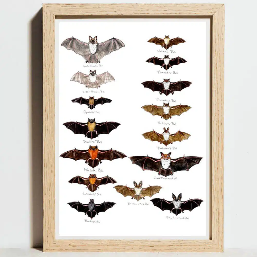 British Bats Poster | Lifeforms Art