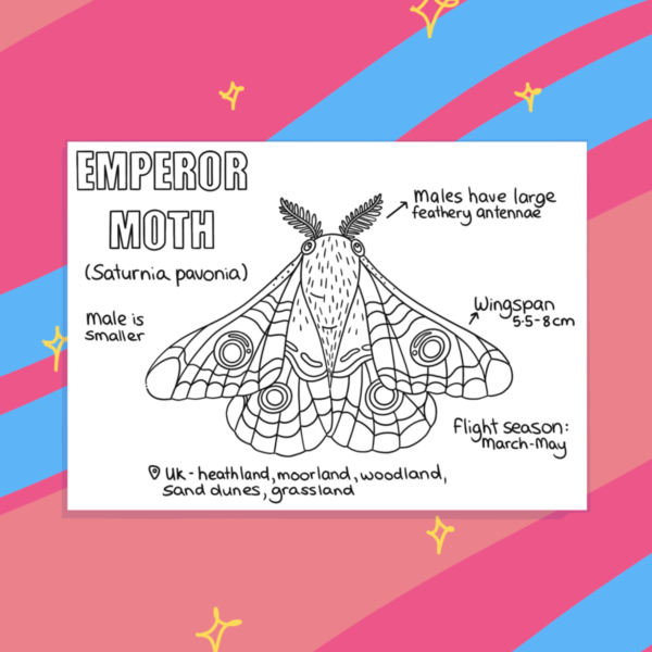 Elisabeth Harvey Illustration Emperor Moth Fact-File Illustrated Colouring In Postcard