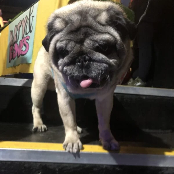 image shows a beige pug stood on some steps, with Katy and Bones logo in the background