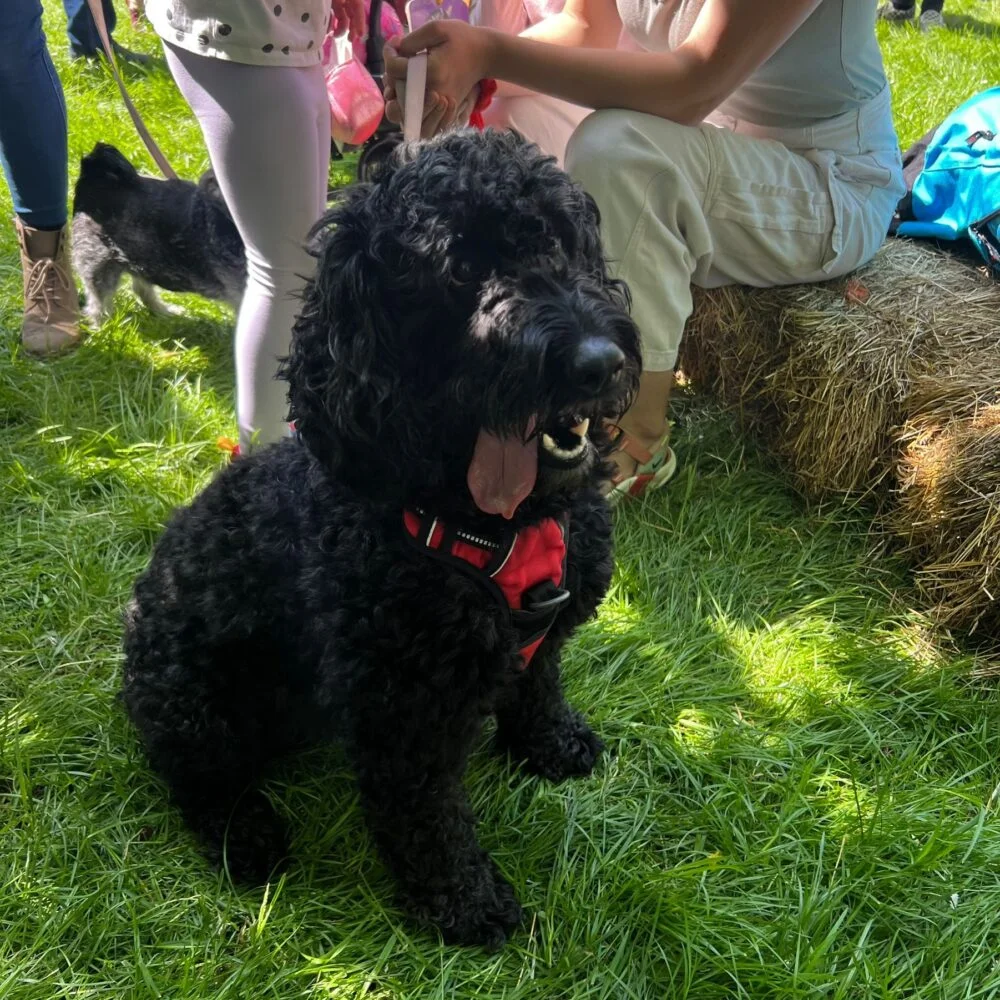 Dog at market