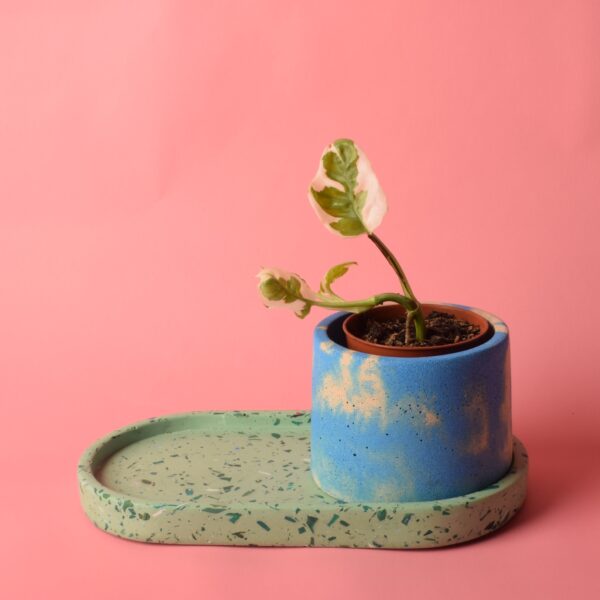 A sage-green terrazzo oval tray with a small blue and beige houseplant pot sitting on it - Ilex Studios Co. / Ilex Home