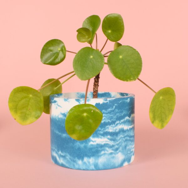 A blue and white houseplant pot with a pilea plant - Ilex Studios Co. / Ilex Home