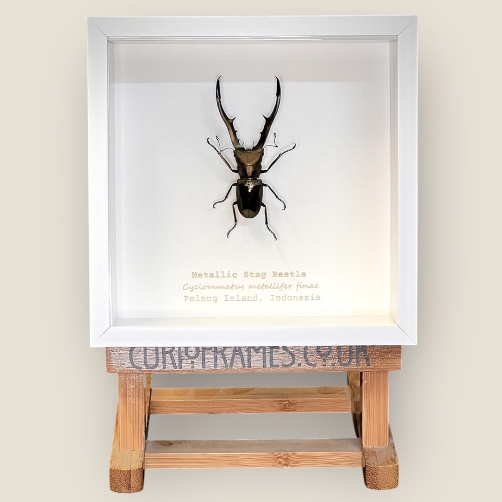 Curio Frames