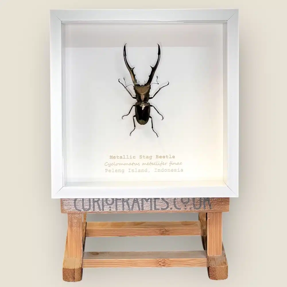 Curio Frames