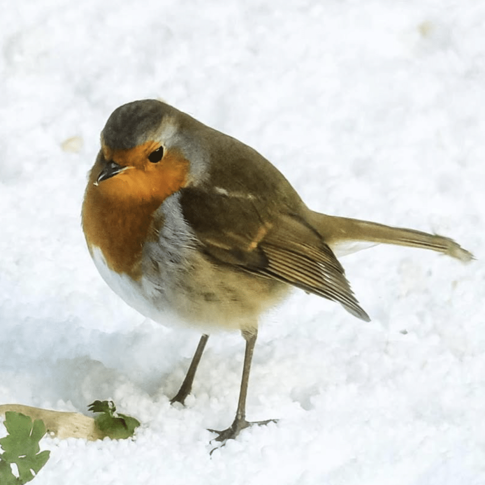 Winter Artisan Market at Marine Troon