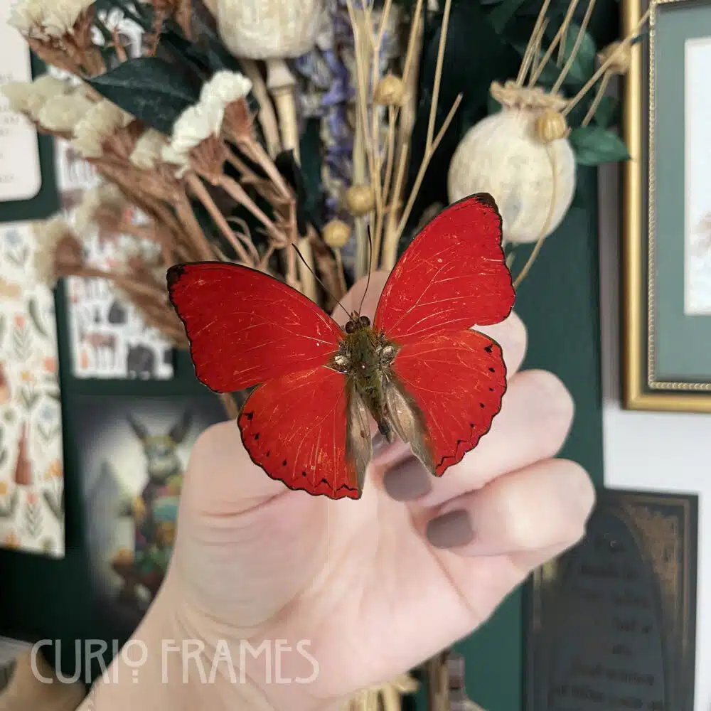 Curio Frames