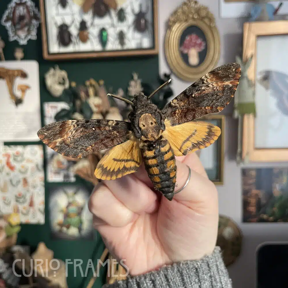 Curio Frames
