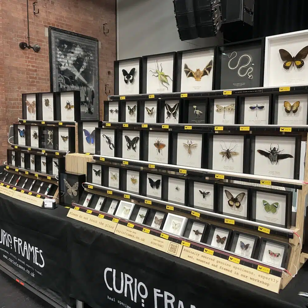 Curio Frames