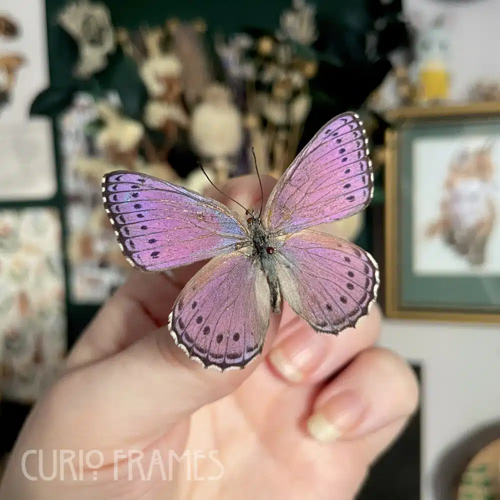 Curio Frames