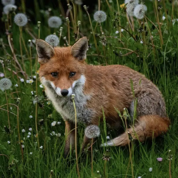 A photograph of a fox sitting amongst green grass and dandelion clocks
