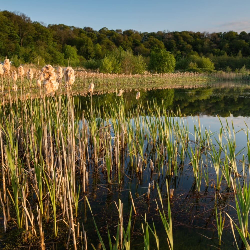 Brockholes <br>Artisan Market