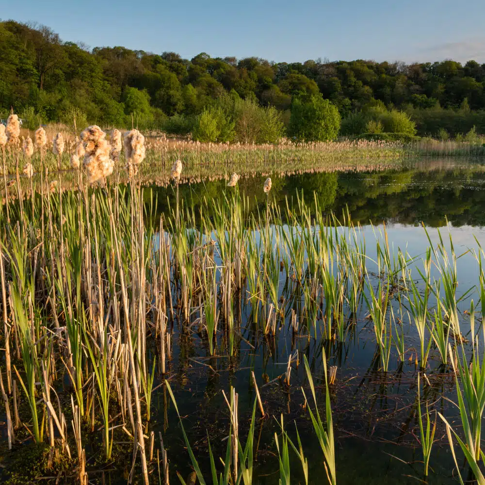 Brockholes <br>Artisan Market