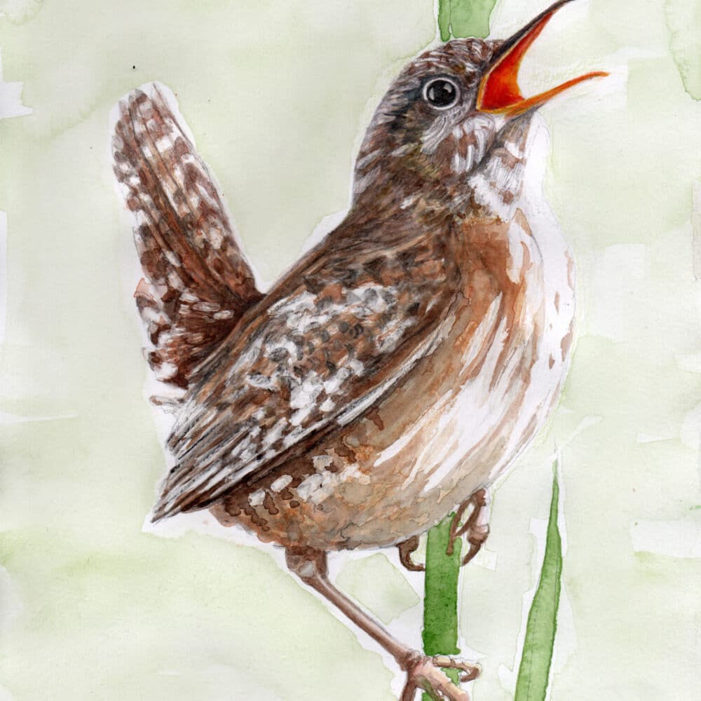 watercolour, wren, illustration, British, bird, wildlife art