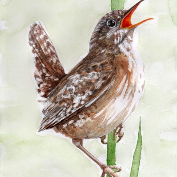 watercolour, wren, illustration, British, bird, wildlife art