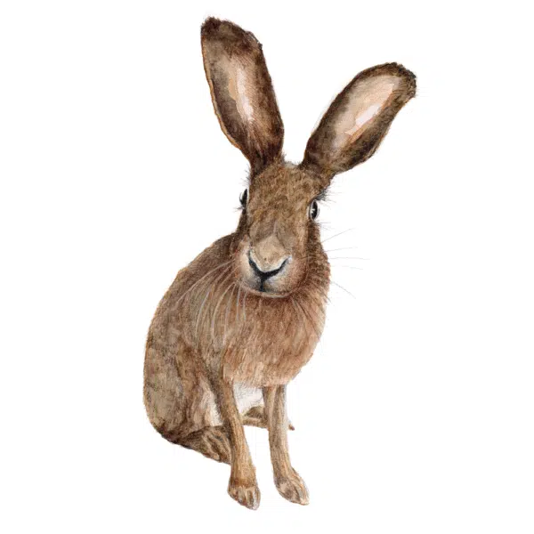 Hand-painted watercolour illustration of a hare sitting upright, detailed wildlife artwork with soft brown tones on a white background