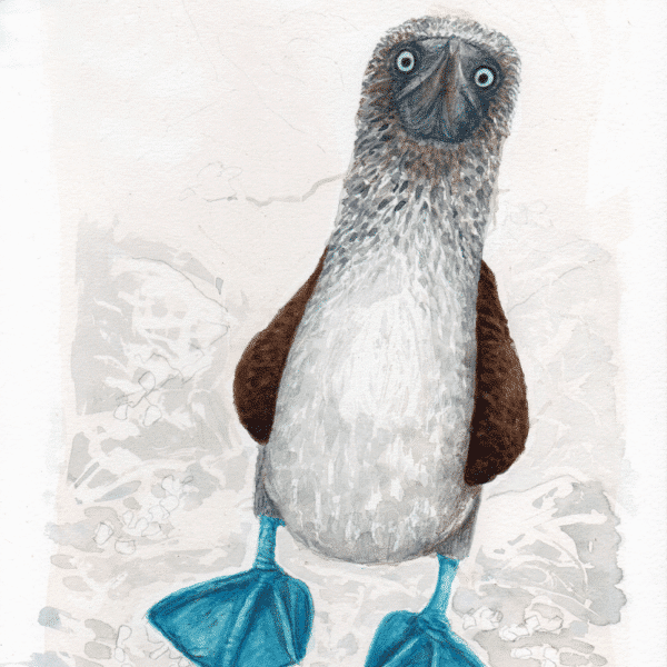 Hand-painted watercolour of a blue-footed booby standing upright, quirky wildlife illustration with bright blue feet and soft neutral background