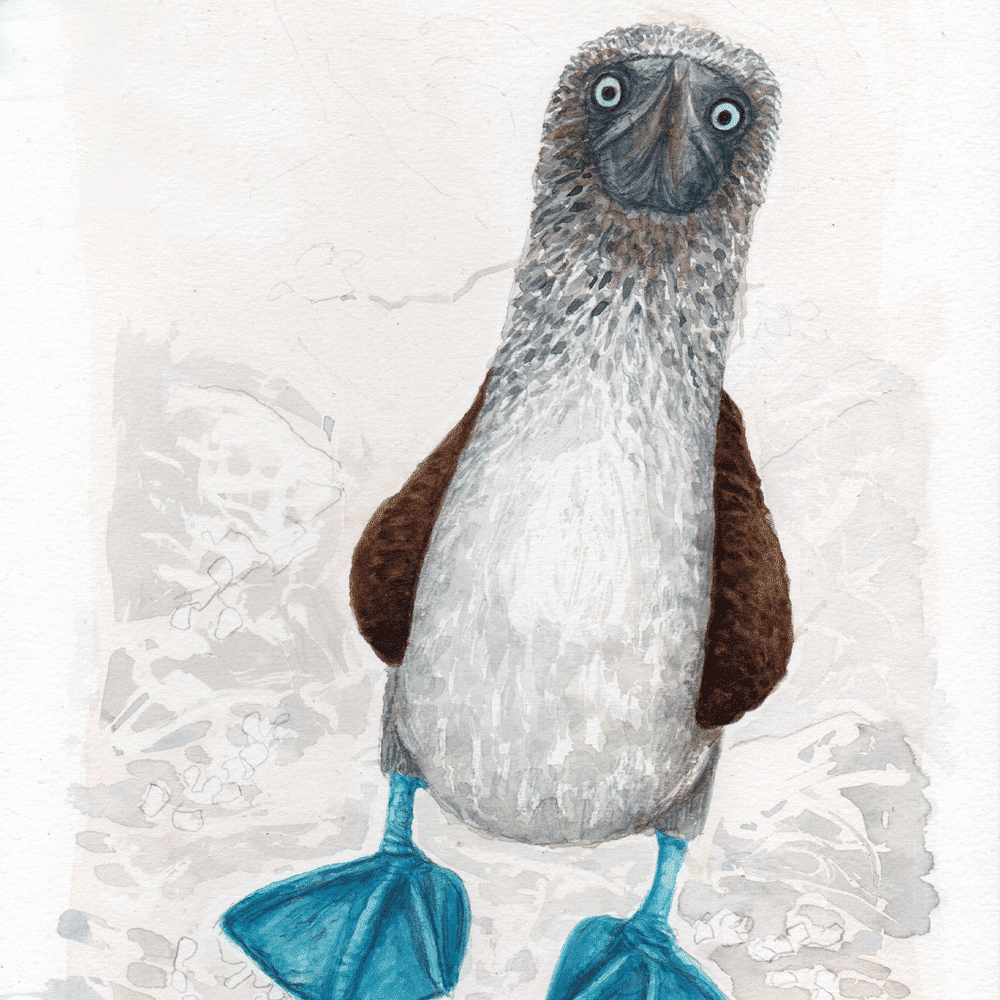 Hand-painted watercolour of a blue-footed booby standing upright, quirky wildlife illustration with bright blue feet and soft neutral background