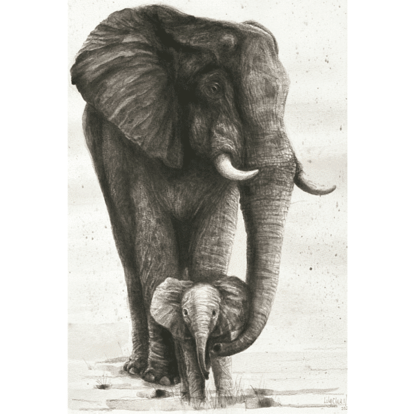 detailed illustration elephant mother and calf